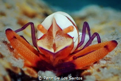 Emperor shrimp by Penn De Los Santos 